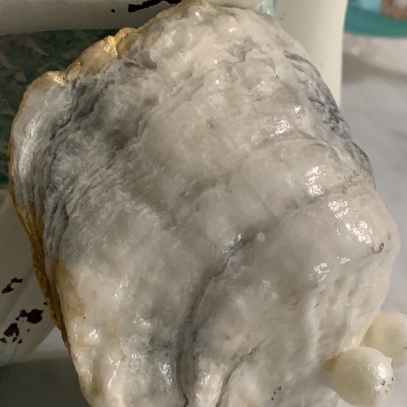 Shabby Chic Boho Shell Decor - Handmade Soy Wax Candle in a Seashell - Picture 12 of 15